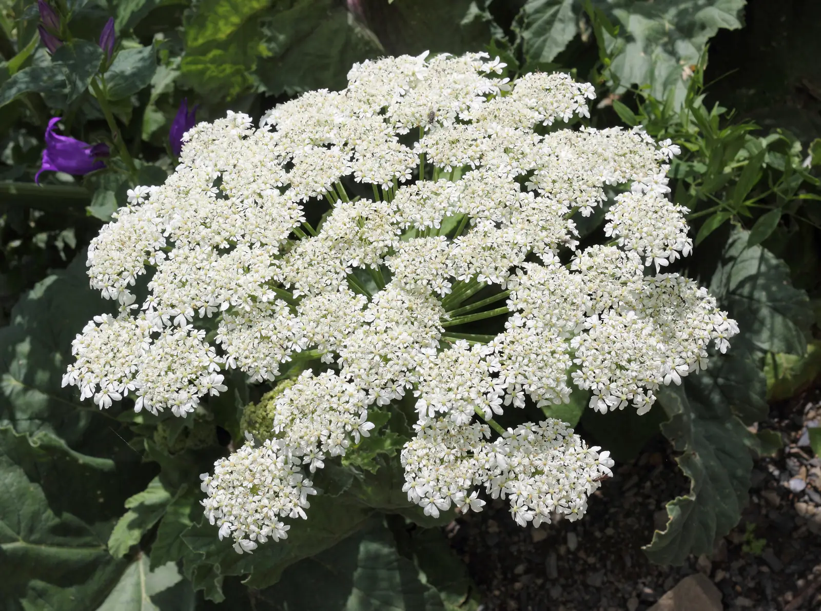 Kwiatostany barszczu Sosnowskiego (Heracleum sosnowskyi) — charakterystyczne białe baldachy inwazyjnej rośliny w pełni lata