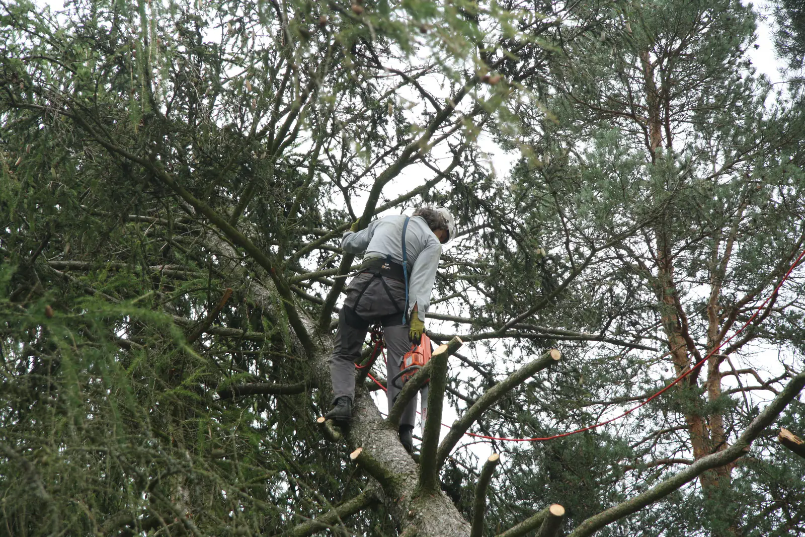 Arboryst przy pracy na drzewie w terenie zurbanizowanym — sierpień 2017, Czechy — zdjęcie ilustracyjne wycinki drzew