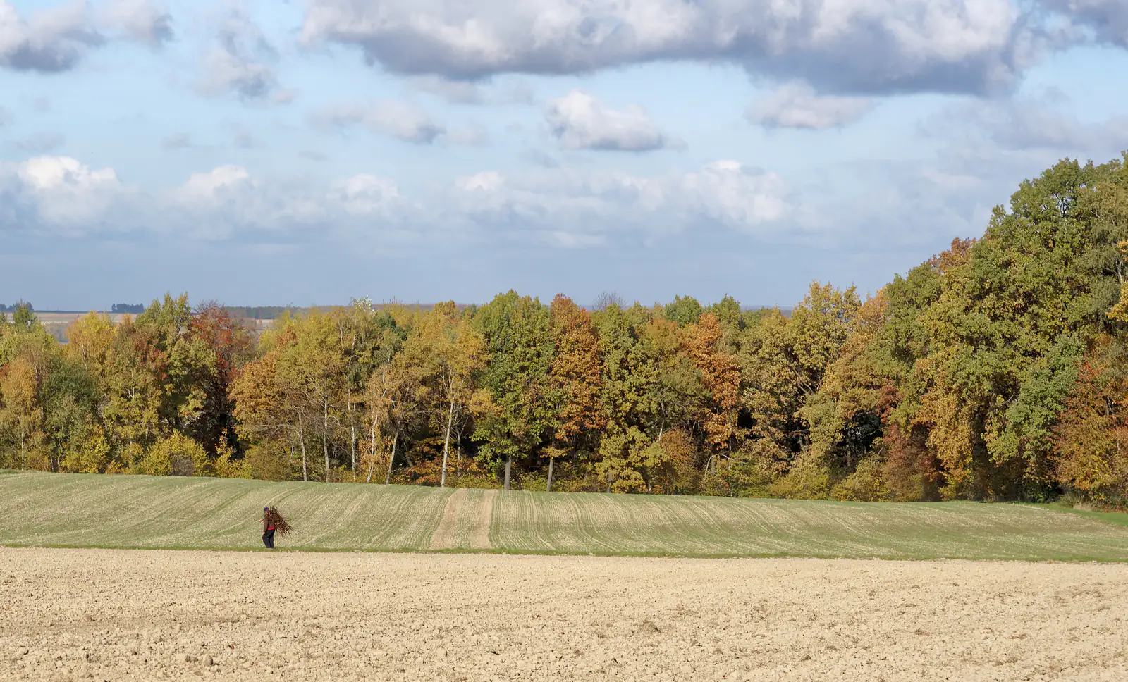 Las jesienią pod Barbarką w Małopolsce, na północny zachód od Krakowa — zdjęcie ilustracyjne lasu