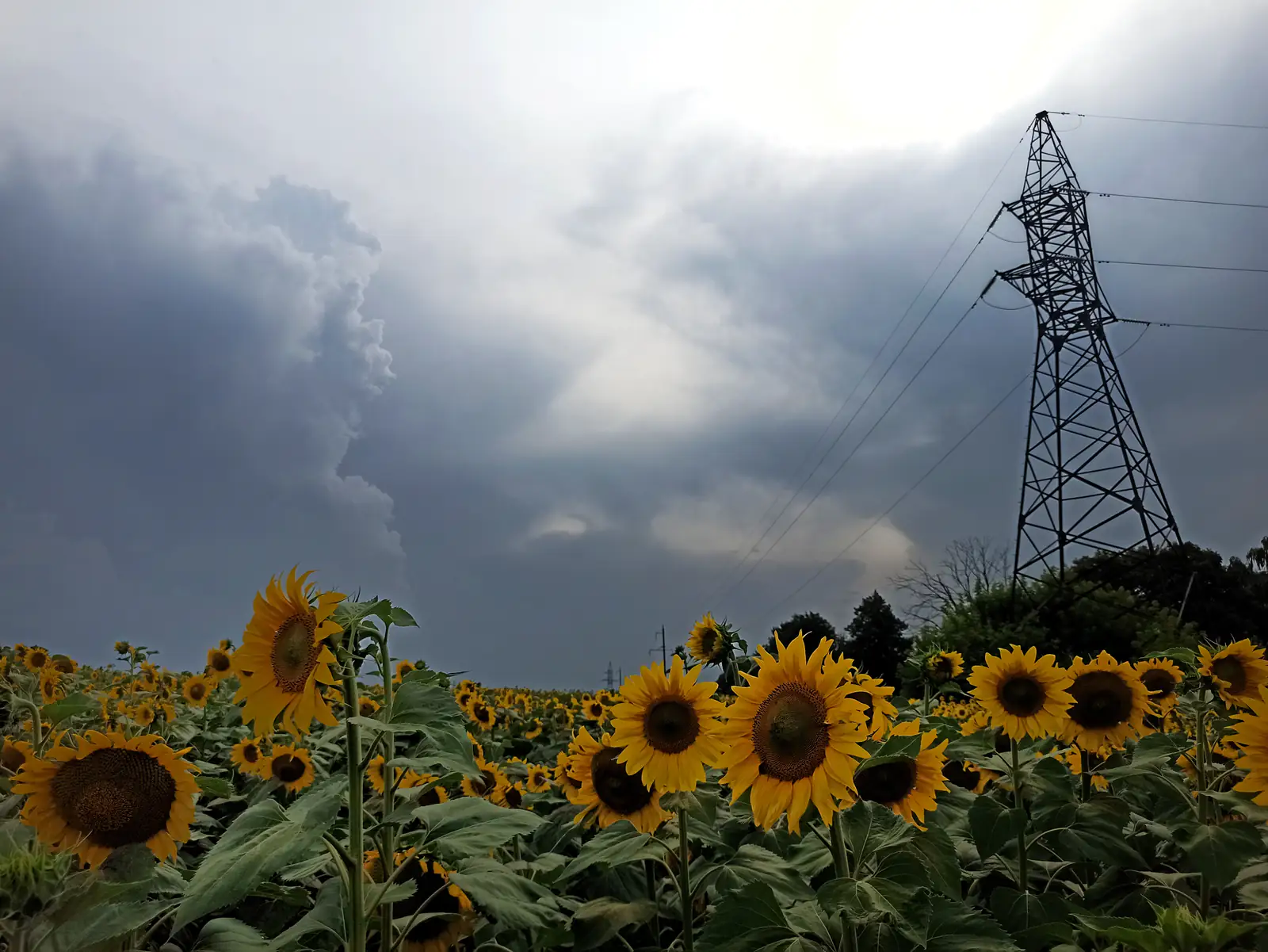 Chmury burzowe cumulonimbus nadciągające nad pole słoneczników w letni dzień — zdjęcie ilustracyjne ostrzeżeń burzowych.