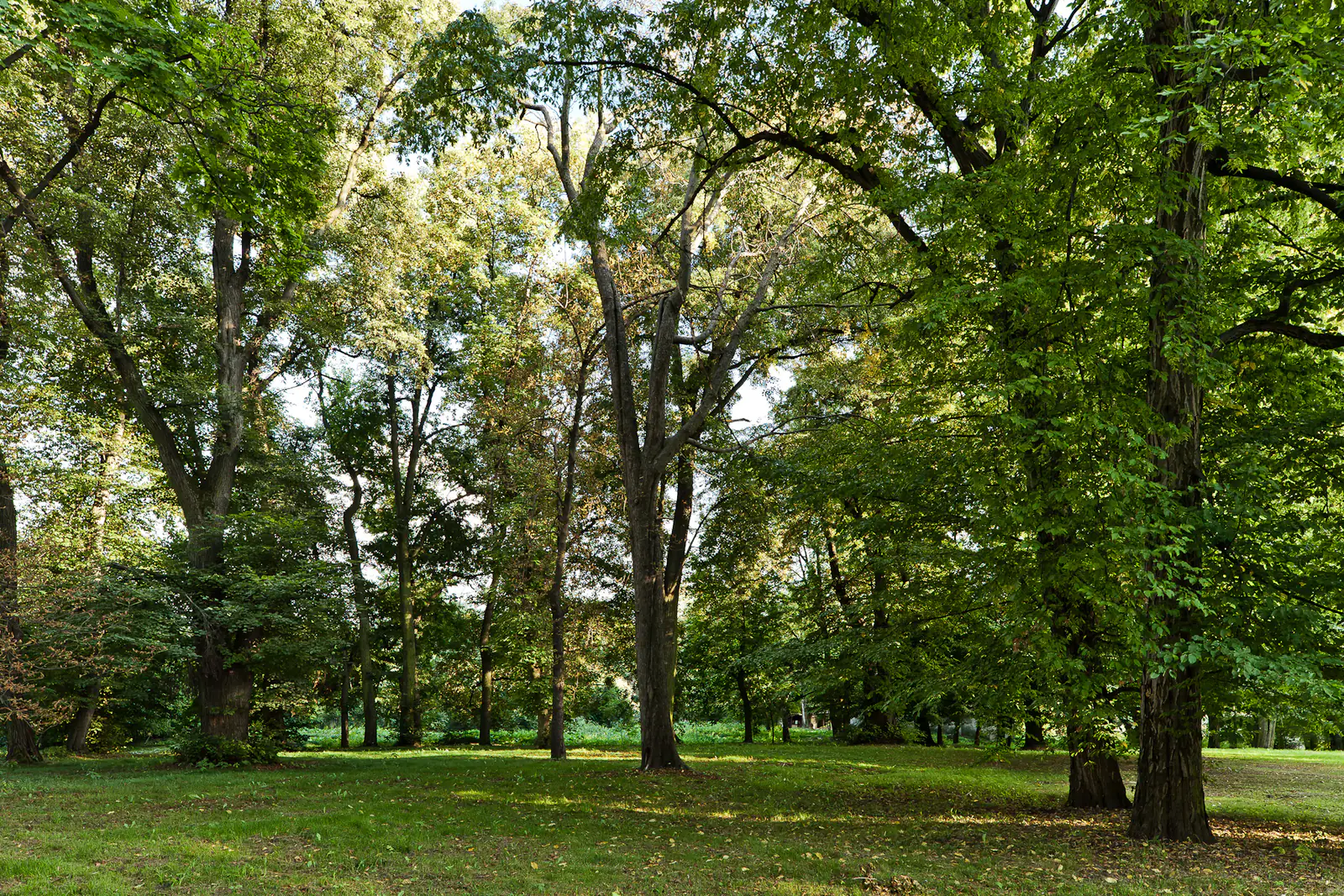 Park dworski w Owczarach w gminie Zielonki, wrzesień — zdjęcie ilustracyjne miejscowości